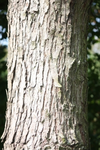 Hervé GOËAU, le 10 septembre 2012 (Rocquencourt (Arboretum de Chevreloup))