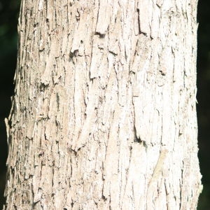 Photographie n°90855 du taxon Ostrya carpinifolia Scop. [1772]
