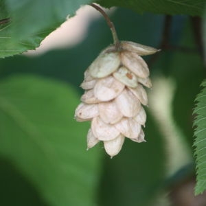 Photographie n°90856 du taxon Ostrya carpinifolia Scop. [1772]