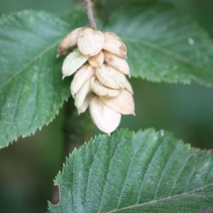 Photographie n°90858 du taxon Ostrya carpinifolia Scop. [1772]