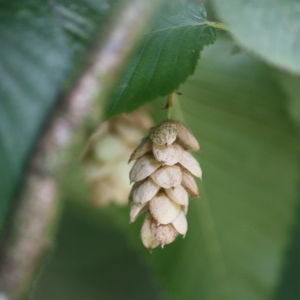 Photographie n°90859 du taxon Ostrya carpinifolia Scop. [1772]