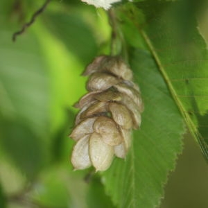 Photographie n°90860 du taxon Ostrya carpinifolia Scop. [1772]