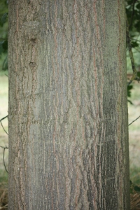 Hervé GOËAU, le 10 septembre 2012 (Rocquencourt (Arboretum de Chevreloup))