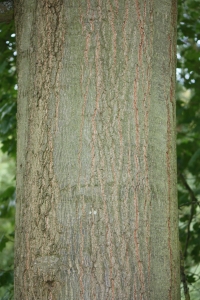 Hervé GOËAU, le 10 septembre 2012 (Rocquencourt (Arboretum de Chevreloup))