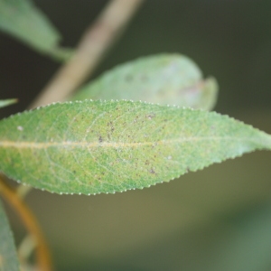 Photographie n°90945 du taxon Salix fragilis L. [1753]