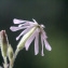  Liliane Roubaudi - Silene nutans L. [1753]