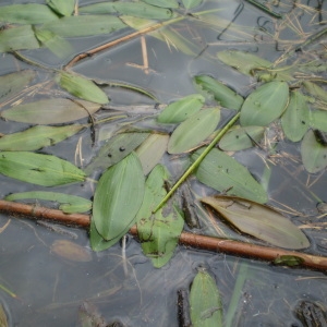  - Potamogeton nodosus Poir. [1816]