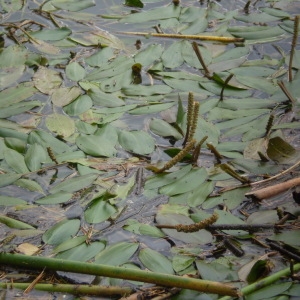  - Potamogeton nodosus Poir. [1816]