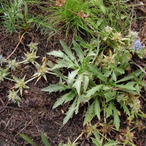 Photographie n°90983 du taxon Eryngium viviparum J.Gay [1848]