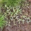  Christophe Girod - Eryngium viviparum J.Gay [1848]