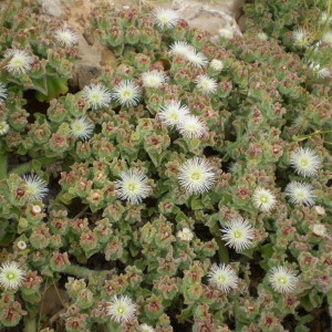 Photographie n°90985 du taxon Mesembryanthemum crystallinum L. [1753]