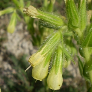 Onosma helvetica (A.DC.) Boiss. (Orcanette de Suisse)