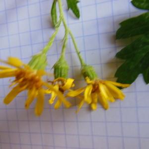 Photographie n°91015 du taxon Senecio erucifolius L.