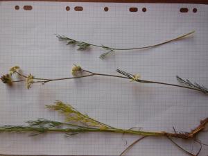 Dominique Remaud, le 19 septembre 2012 (Etalante (Source de la Coquille))