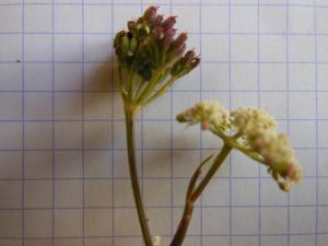 Dominique Remaud, le 19 septembre 2012 (Etalante (Source de la Coquille))