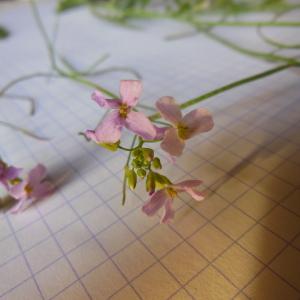 Arabidopsis arenosa (L.) Lawalrée (Arabette des sables)