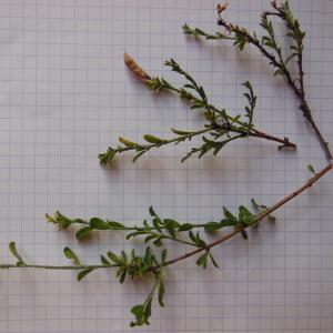 Photographie n°91032 du taxon Cytisus decumbens (Durande) Spach