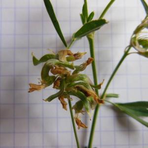 Photographie n°91036 du taxon Medicago sativa subsp. falcata (L.) Arcang.