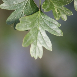 Photographie n°91063 du taxon Crataegus monogyna Jacq. [1775]