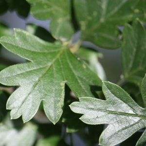 Photographie n°91068 du taxon Crataegus monogyna Jacq. [1775]