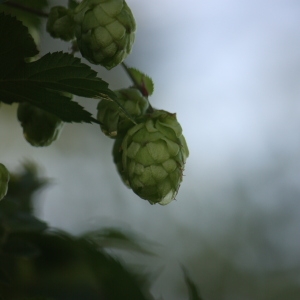 Photographie n°91082 du taxon Humulus lupulus L. [1753]