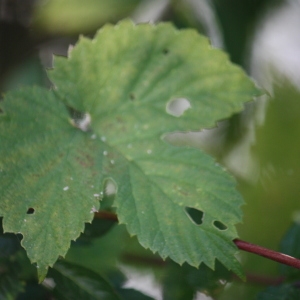 Photographie n°91085 du taxon Humulus lupulus L. [1753]