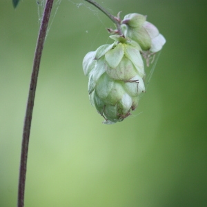 Photographie n°91087 du taxon Humulus lupulus L. [1753]