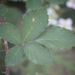 Photographie n°91095 du taxon Rubus L. [1753]