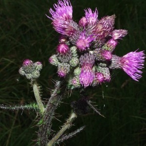 Photographie n°91113 du taxon Cirsium palustre (L.) Scop. [1772]