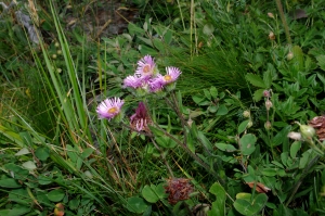 Jean-Luc Gorremans, le  4 août 2012 (Pralognan-la-Vanoise (Sentier du glacier du genepi))