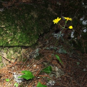 Photographie n°91117 du taxon Hieracium L. [1753]