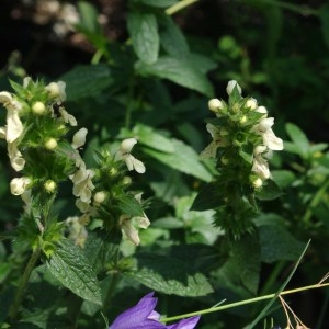 Stachys recta subsp. labiosa (Bertol.) Briq. (Épiaire à grandes fleurs)