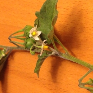  - Solanum villosum subsp. miniatum (Bernh. ex Willd.) Edmonds [1984]