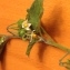  Sylvie LORRAIN - Solanum villosum subsp. miniatum (Bernh. ex Willd.) Edmonds [1984]