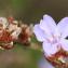  Martine BÉNÉZECH - Limonium virgatum subsp. virgatum