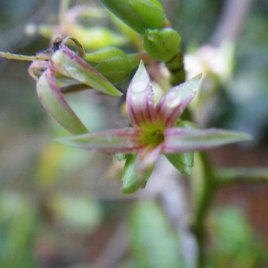 Photographie n°91141 du taxon Anacardium occidentale L.