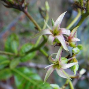 Photographie n°91142 du taxon Anacardium occidentale L.