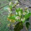  Liliane Roubaudi - Anacardium occidentale L.