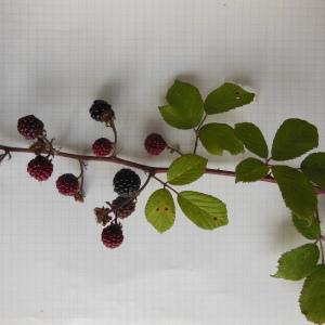 Photographie n°91191 du taxon Rubus ulmifolius Schott [1818]