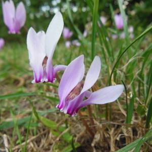 Photographie n°91208 du taxon Cyclamen neapolitanum Ten.