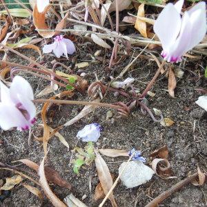 Photographie n°91209 du taxon Cyclamen neapolitanum Ten.