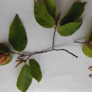 Photographie n°91213 du taxon Ostrya carpinifolia Scop. [1772]