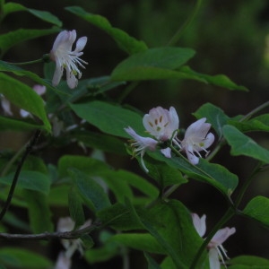  - Lonicera nigra L. [1753]