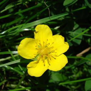 Photographie n°91273 du taxon Potentilla anserina L. [1753]