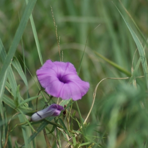 Ipomoea L.