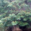  Liliane Roubaudi - Pterocarpus officinalis Jacq.