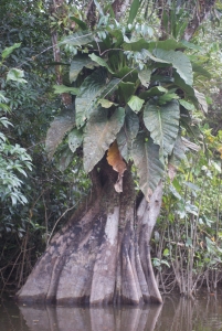 Liliane Roubaudi, le 26 juillet 2011 (Cayenne (canal royal))