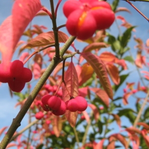 Photographie n°91346 du taxon Euonymus europaeus L.