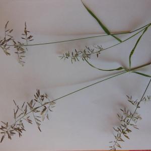 Photographie n°91350 du taxon Eragrostis minor Host