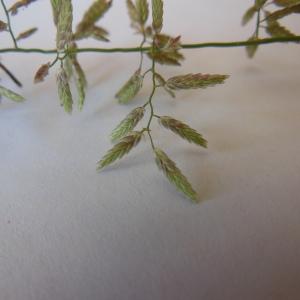 Photographie n°91351 du taxon Eragrostis minor Host